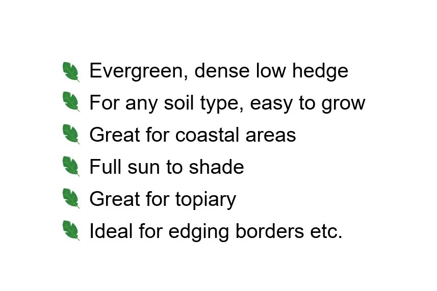 Box Buxus bare root hedging plants native evergreen topiary hedge - 3 sizes! - Image 3 of 4