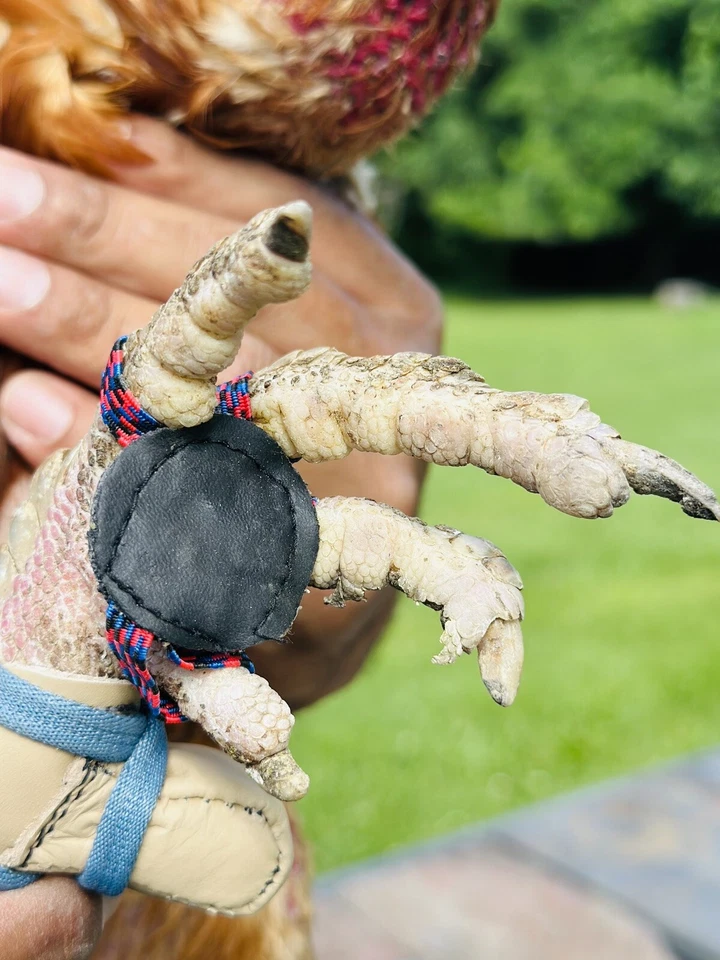 2 pares de calzado de pollo gallo Foto 2 de 3