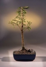 15 y.o. Bald Cypress Bonsai Tree Taxodium Distichum Outdoor Potted