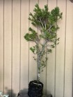 Huge 30”T Japanese Black Pine Tree Pre-Bonsai•Mottled•Fissured Bark•Landscape+🌲 — photo 9