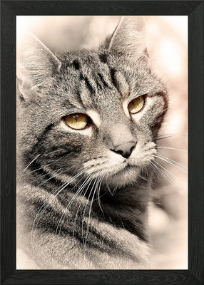 Gerahmtes Wandbild Poster Leinwanddruck Bild Katze Katzen Katze