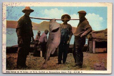 Postcard Seventy-Five Pound Catfish Bonaventure Island Province of Quebec  I-13