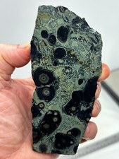 Kambaba Jasper Stromatolite Slab Lapidary Cabbing Combo Ship Avail