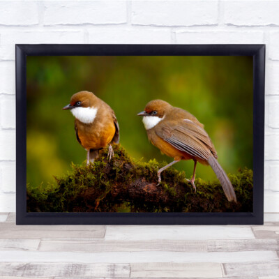 Paar Wildtiere Natur Tier Tiere Bokeh Vögel Wandkunstdruck