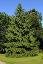 Himalayan Spruce Tree Seeds (Picea smithiana) Weeping Morinda Evergreen/Bonsai