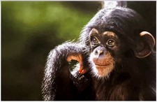 Greeting Card - Chimpanzee (with white envelope) Blank inside