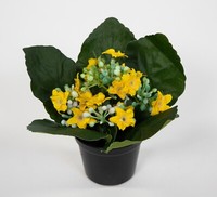 Kalanchoe 12Cm Gelb Im Topf Ja Kunstblumen KüNstliche Blumen Pflanzen