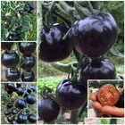 100 European Black Cherry Tomato Seeds Heirloom, Non GMO, Rich Flavor
