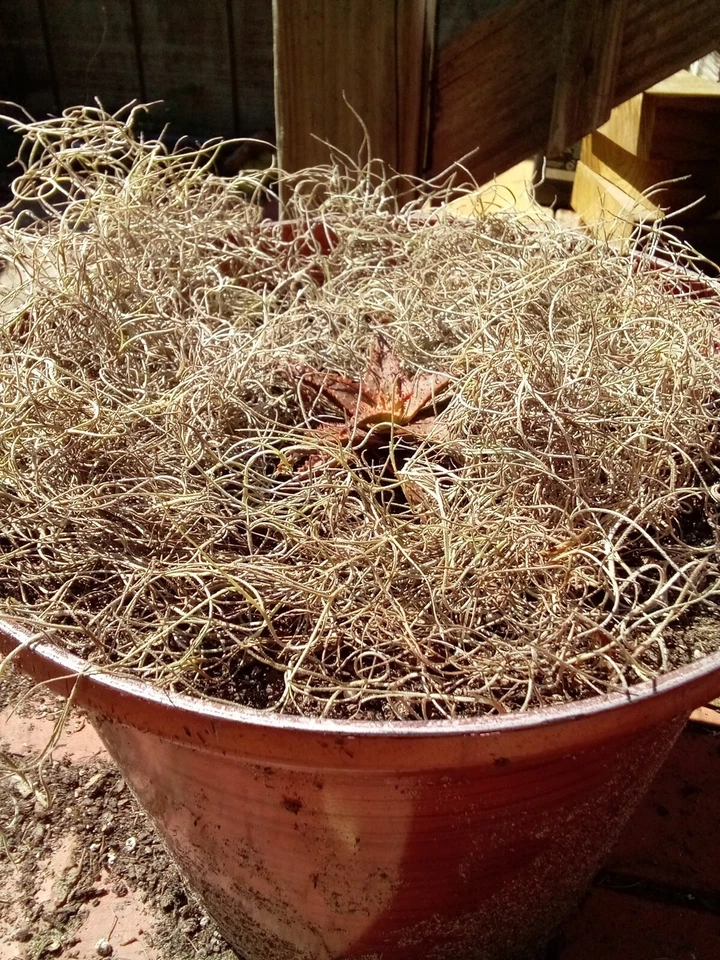 12" Inch Air Plant - Tillandsia usneoides - Spanish Moss - Image 2 of 4