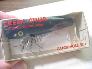 Creek chub Darter | eBay