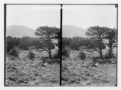 The cedars of Lebanon, Cedrus Libani Barr. Grove of cedars from the west