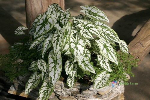50 Samen Caladium weißes Blatt Elefantenohr Herz Jesus Engelsflügel Haus Gartenarbeit - Bild 8 von 15