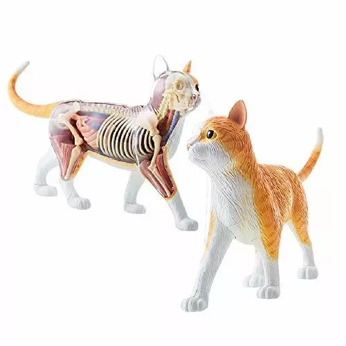 Rompecabezas Skynet 3D VISIÓN 4D Disección Animal No.29 Disección Gato Modelo Naranja - Imagen 1 de 7