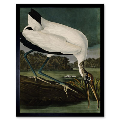 Audubon Birds Wood Ibis Painting Wall Art Print Framed 12x16