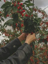 Malus Red Sentinel Crab Apple Tree 5-6ft Tall 7.5 Litre