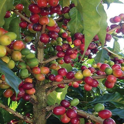 Pacamara Coffee Seedss 120 pcs (Coffea sp.) CERTIFIED Coffee Bean
