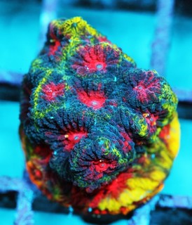 Amazing Watermelon Favia Frag Zoanthids Zoa Paly SPS LPS Corals WYSIWYG