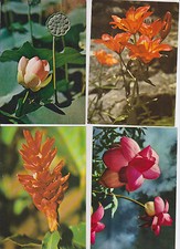 Lot de  4  cartes postales « FLEURS  » 