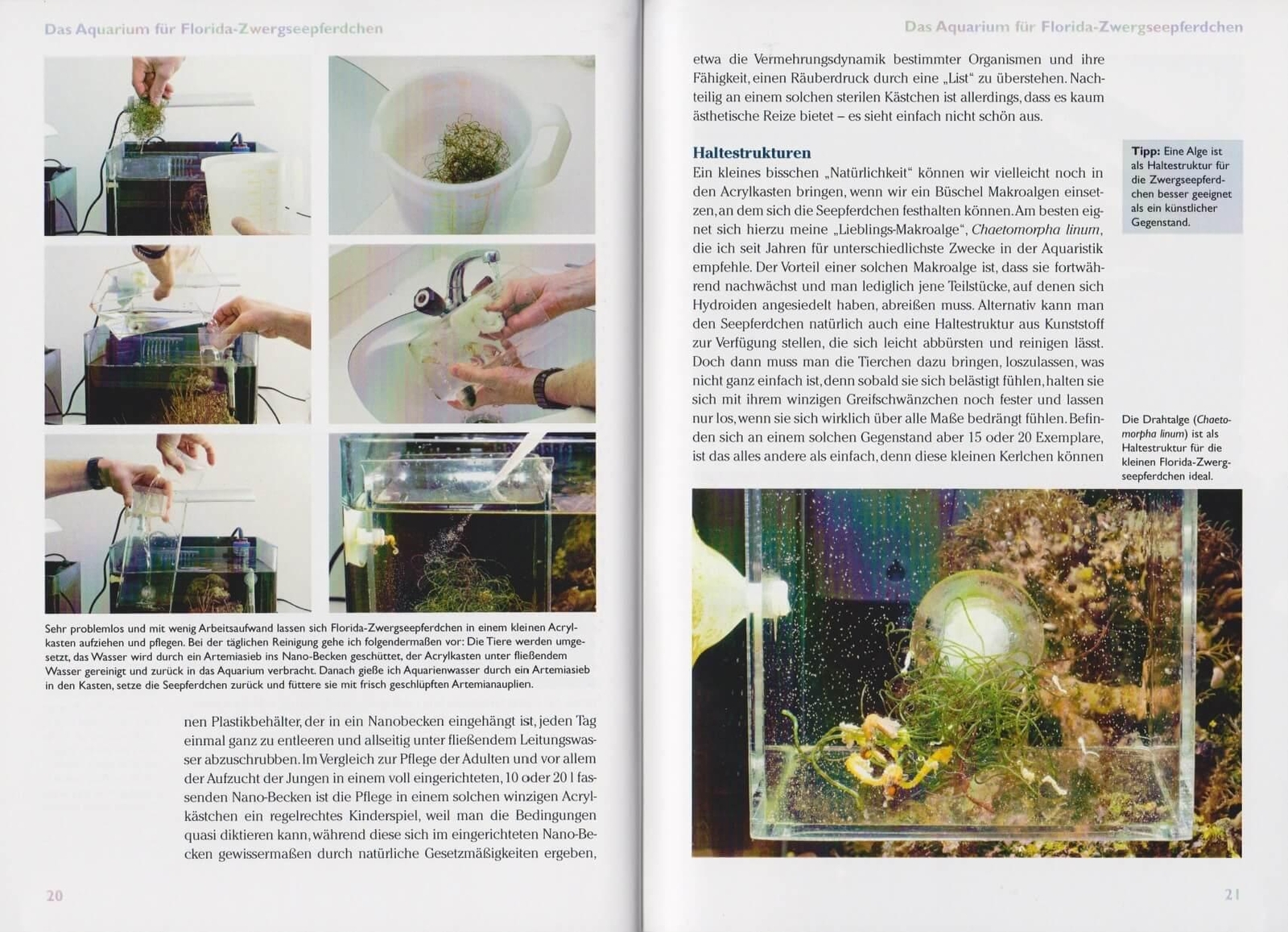 Thumbnail - Art Für Art 14. Florida-zwergseepferdchen Daniel Knop 9783866591486