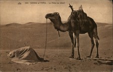 Camel Desert Prayer Algeria vintage postcard m584