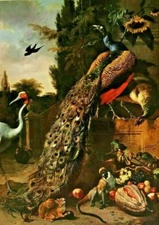 1960 Art Print By Melchior D' Hondecoeter "Peacocks"  Dutch 