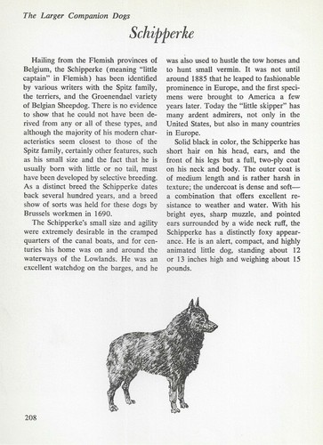 The Schipperke - CUSTOM MATTED - Vintage Dog Art Print - "G"