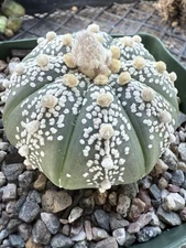 Astrophytum asterias Super Kabuto Nudum  Cool Pattern! 3 1/4 “ Pot
