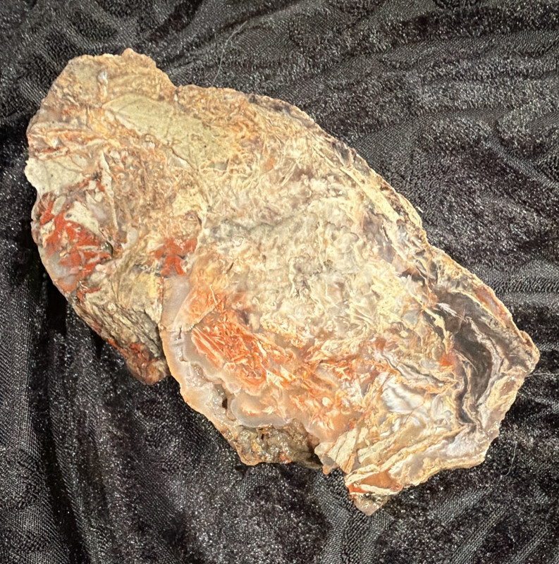 Petrified Wood Slab - Rough Edge Slab, Brown Orange Gray Colors