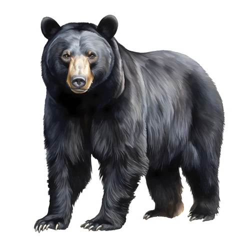 Black Bear Self Adhesive Sticker