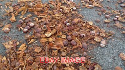 FOTO CONKERS IMMER NOCH DORT, WO SIE VOR EIN PAAR JAHREN HINGEFALLEN SIND LOKALE KINDER HÄTTEN COLLE