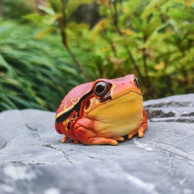 Animal Heavenly Body Tomato Frogs Mini Figure Statue Dyscophus