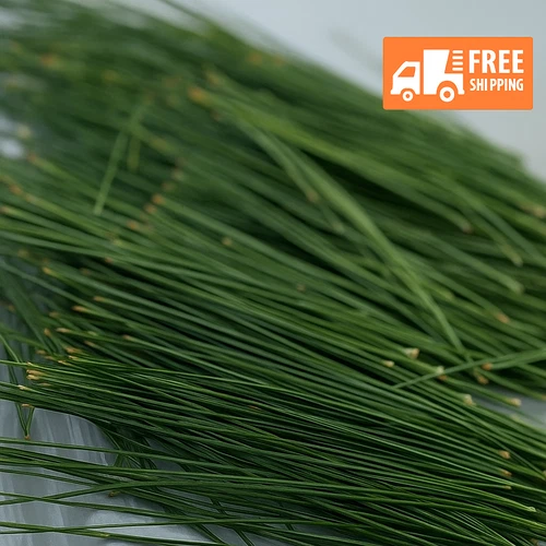 Organic Harvested White Pine Tea Needles - Fresh Hand Picked From Ojibwa WI USA