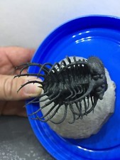 Flying Spine on Spine Koneprusia Trilobite Free Standing Museum  SOLD