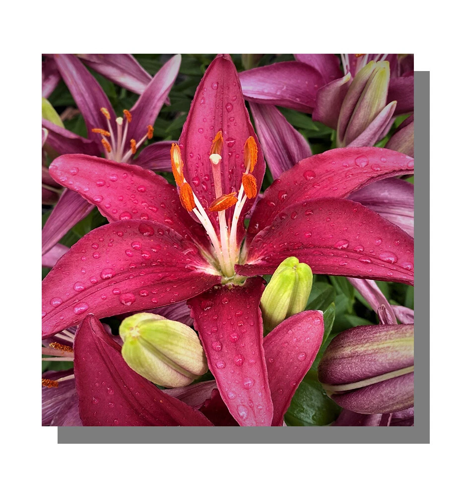 Lily in June Red Pink Flower Square Photo Print Wall Art by Natijn  Photography | eBay