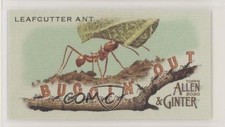 2020 Topps Allen & Ginter's Buggin' Out! Minis Leafcutter Ant #MBO-12 uk2