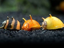 5X Live Horned / Thorned Nerite Snail  Freshwater Algae Eater - FREE SHIPPING 