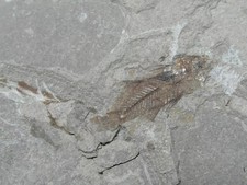 PESCE FOSSILE EOCENE MEDIO - MONTE BOLCA - VERONA -