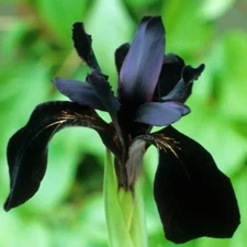 30pcs Siberian Iris Seeds Black Flowered Beauty with Velvety Almost Black Blooms
