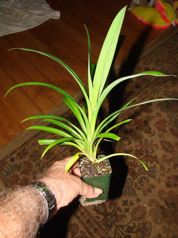 ~FRAGRANT PANDAN WANGI~ Pandanus Amaryllifolius UNIQUE RICE SPICE 12-18+in Potd - Image 2 of 4