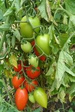 60 graines tomate espagne (BIO) jardin fruits légumes( 2020 jardin non traité