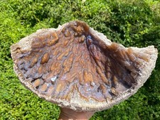 Agatized Fossil Coral, Lowndes County Georgia