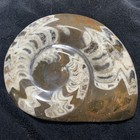 Exquisite Large Polished Ammonite With Stand — photo 6