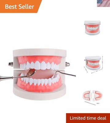 High-Quality 28 Teeth Dental Typodont for Effective Learning & Hygiene Education