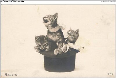 AKYP7-0682-CAT - Three Cats In Hat
