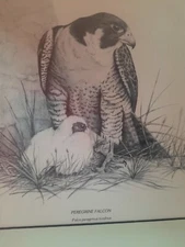 Peregrine Falcon Art Sketch John A Doyle III Cabincore Bird Cottagecore 