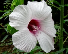 Halberd Leaved Hibiscus Hibiscus laevis  Native Perennial 20 seeds from 2025
