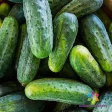 25+ Bush Crop Cucumber Seeds for Garden Planting - USA - FREE SHIPPING!