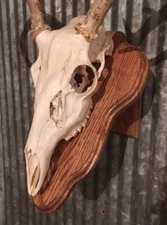 European Deer Skull Mount Wall / Table Pedestal Plaque Oak (Golden oak)