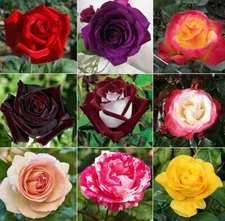 100 ROSE DARK RED/BLACK FLOWER SEEDS rare exotic plant garden for germination