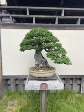 Bonsai Tree Seed Kit - 90 Seeds, 9 Different Tree
